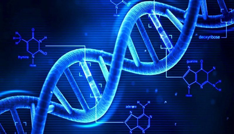 Công nghệ gen – kĩ thuật hiện đại được ứng dụng như thế nào trong tạo giống mới?