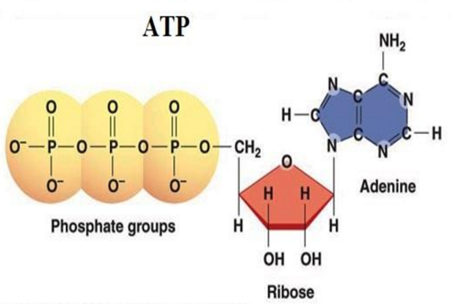 Tại sao nói ATP là đồng tiền năng lượng của tế bào – Sinh học 10 - Chia Sẻ Kiến Thức Điện Máy Việt Nam