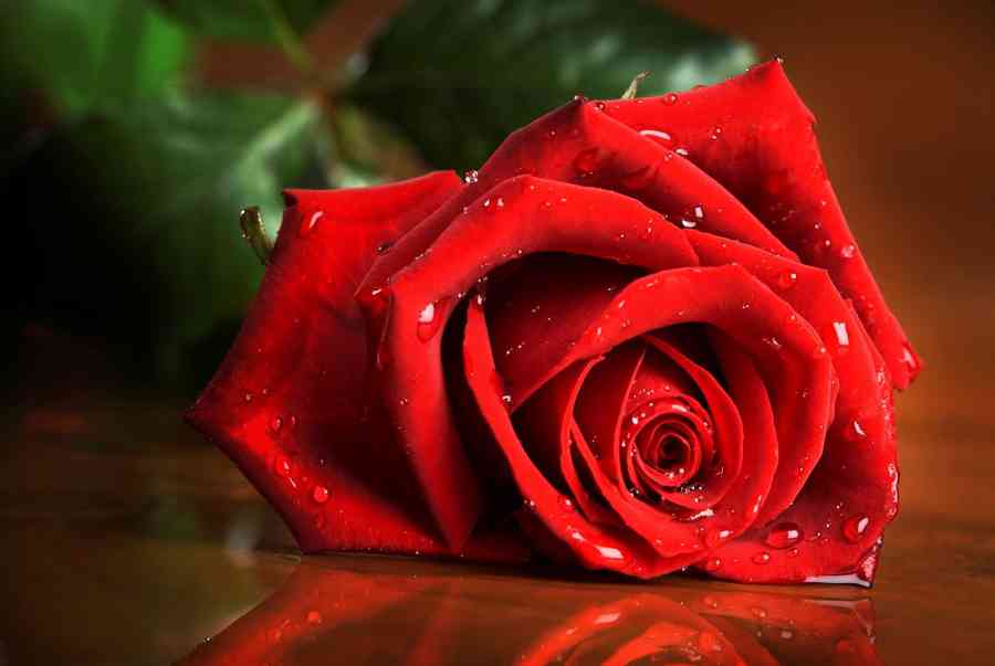 Hình nền hoa hồng có ảnh hưởng gì đến tâm trạng và cảm xúc của người sử dụng?
