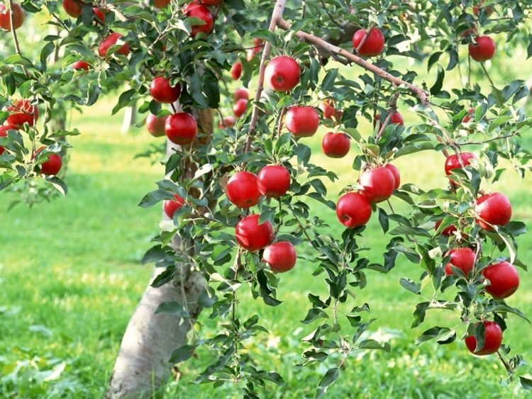Táo tây định nghĩa – Hiện có hơn 7.500 giống táo