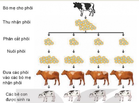 Phôi bò là gì? Nguyên tắc cơ bản của cấy truyền phôi bò