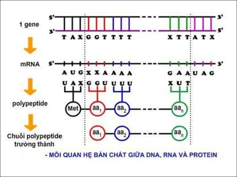 Hãy giải thích sơ đồ :ADN (gen) – m ARN – protein – tính trạng